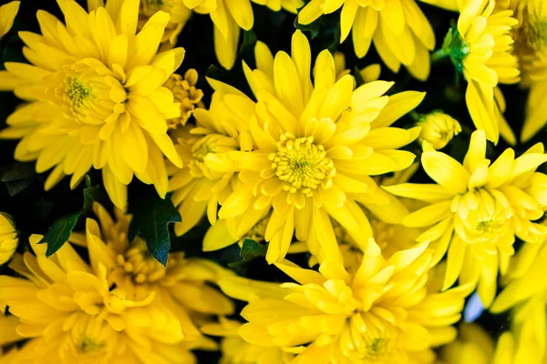 Yellow bright and beautiful chrysanthemums on the white background