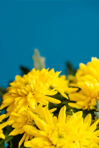 Yellow bright and beautiful chrysanthemums on the classic blue background