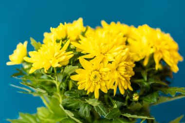 Klasik mavi arka planda sarı parlak ve güzel kasımpatılar