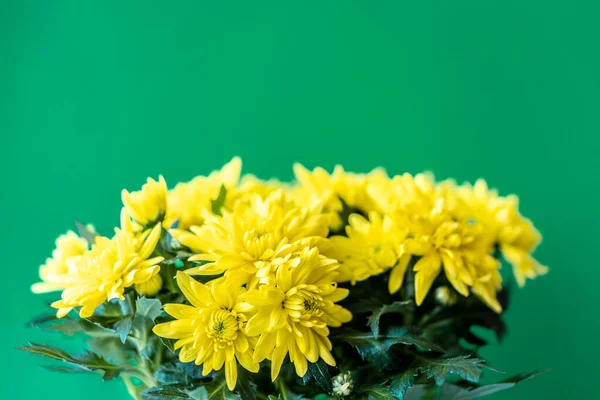 Yellow bright and beautiful chrysanthemums on the green background