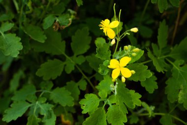 Siğil ve sivilce salgılamak için daha büyük celandin çiçekleri