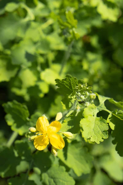 Greater celandine flowers for excretion of acne and warts — Stock Photo, Image