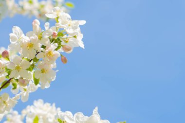 Beyaz elma çiçeği. Parkta ağaçlar çiçek açıyor.