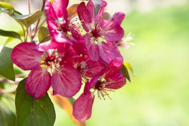 Pembe elma çiçeği. Parkta ağaçlar çiçek açıyor. Park arka planında elma çiçeği. Baharda çiçek açan bahçe