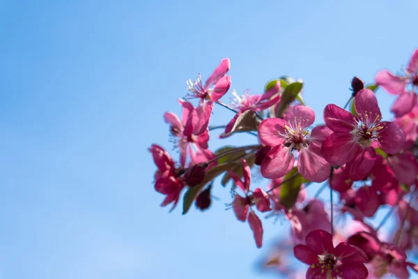 Pink apple blossom. Trees are blooming in the park. Apple blossom on the blue Background