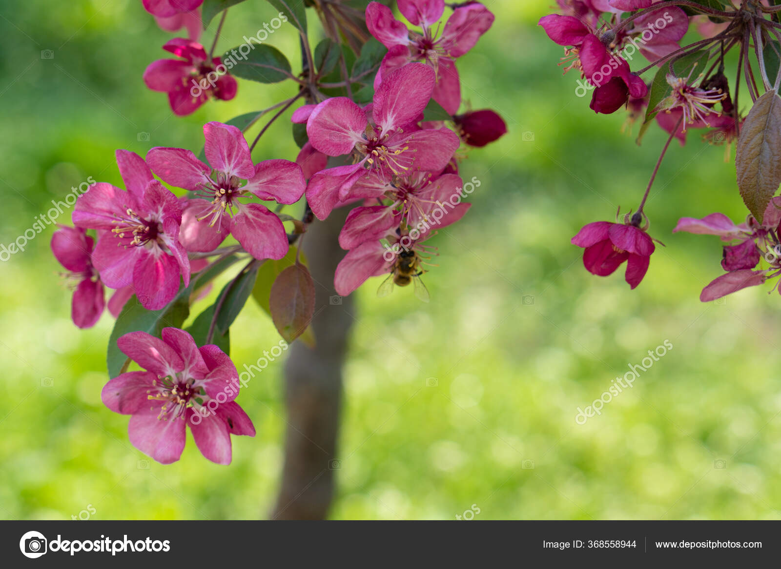 Flor de manzana de color rosa. Los árboles están