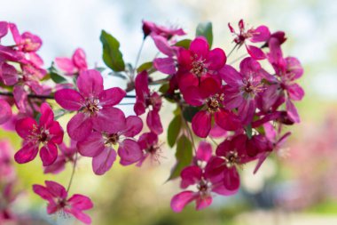Pembe elma çiçeği. Parkta ağaçlar çiçek açıyor. Park arka planında elma çiçeği. Baharda çiçek açan bahçe
