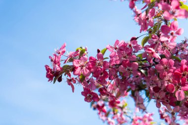 Pembe elma çiçeği. Parkta ağaçlar çiçek açıyor. Elma çiçeği mavi arkaplanda