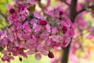 Pembe elma çiçeği. Parkta ağaçlar çiçek açıyor. Park arka planında elma çiçeği. Baharda çiçek açan bahçe