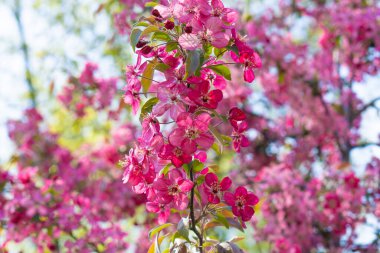 Pembe elma çiçeği. Parkta ağaçlar çiçek açıyor. Park arka planında elma çiçeği. Baharda çiçek açan bahçe