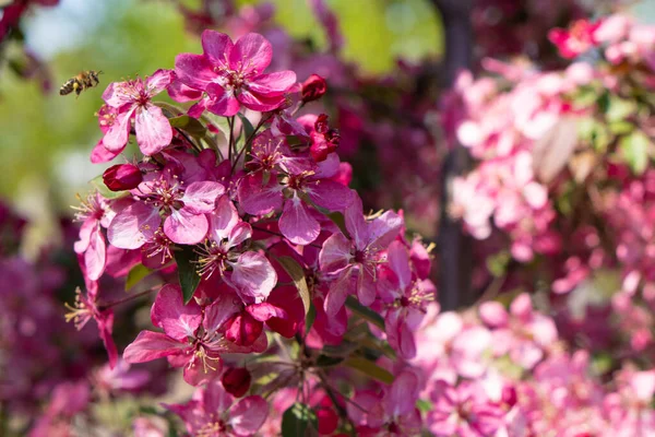 Pink apple blossom. Trees are blooming in the park. Apple blossom on the park background. Flowering garden in spring