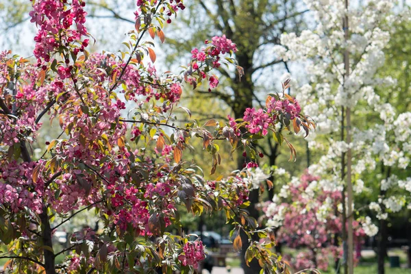 Pink apple blossom. Trees are blooming in the park. Apple blossom on the park background. Flowering garden in spring — Stock Photo, Image