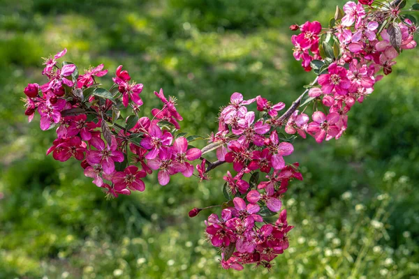 Fiore di mela rosa. Gli alberi stanno sbocciando nel parco. Fioritura di mele sullo sfondo del parco. Giardino fiorito in primavera — Foto Stock