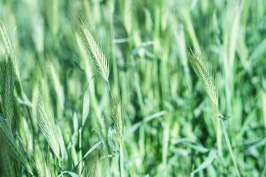 Dikenli yabani otlar rüzgarda sallanıyor, yaz bitkileri. Yeşil otlar, altın ve tüylü kulaklar, doğa. Spikelets şafakta yabani otlar. Güneş ışığına çıkan bitkiler. Tarlada yabani buğday dikenleri