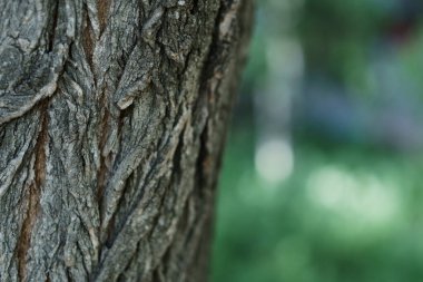 Çerçeveyi dolduran kahverengi ağaç kabuğunun desen görüntüsü. Doğanın arka planı