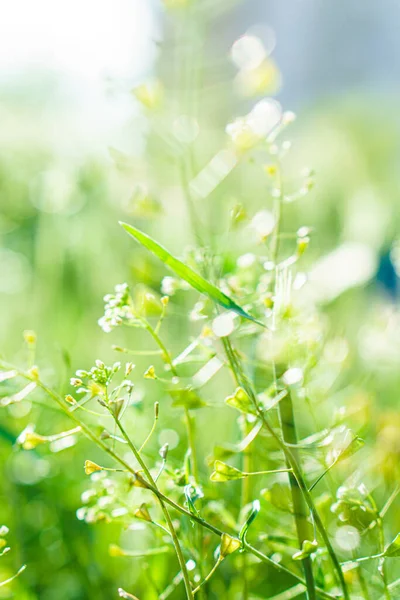 Rumput liar dengan spikelet berayun lancar dalam angin, tanaman musim panas. Rumput hijau dengan telinga halus dan keemasan, alam. Spikelet rumput liar saat fajar. Tanaman di bawah sinar matahari. Spike gandum liar di ladang — Stok Foto