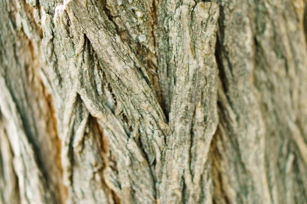 Texture shot of brown tree bark, filling the frame. Background of nature — Stock Photo, Image