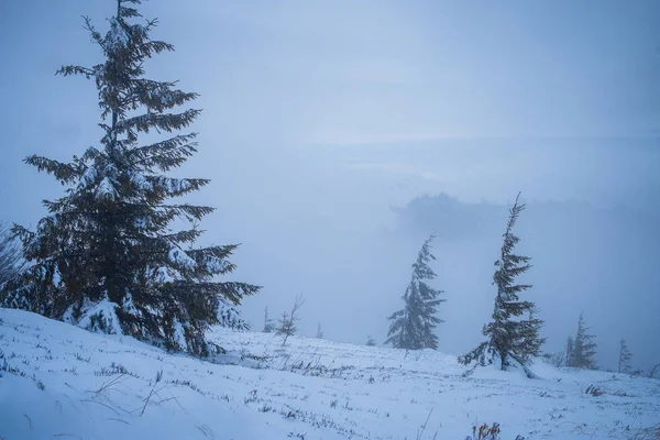 winter mountains snow-capped mountains winter landscape winter day winter distance winter morning trees in the mountains in winter