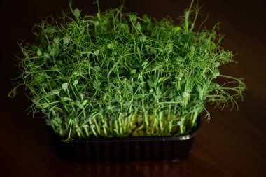 Taze bezelye filizleri. Taze bitkiler.