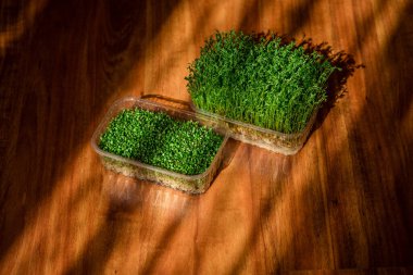 Kahverengi arka planda yeşil mercimek ve yonca filizleri. Sağlıklı Yeme