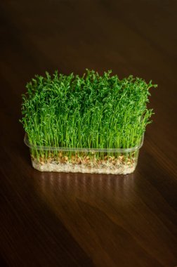 Kahverengi arka planda yeşil mercimek ve yonca filizleri. Sağlıklı Yeme