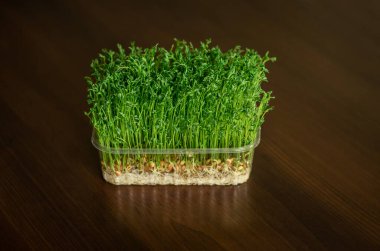 Kahverengi arka planda yeşil mercimek filizleri. Sağlıklı Yeme