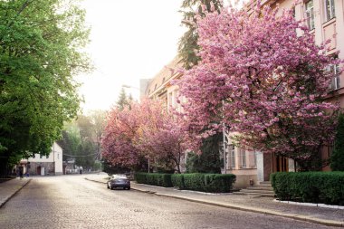 Bahar. Sakura rengi. Sakura ağaçlı sokak.
