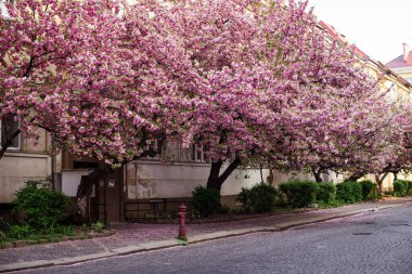 Bahar. Sakura rengi. Sakura ağaçlı sokak.