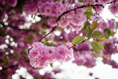 Bahar. Sakura rengi. Sakura ağaçlı sokak.