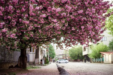 Bahar. Sakura rengi. Sakura ağaçlı sokak.
