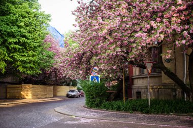 Bahar. Sakura rengi. Sakura ağaçlı sokak.