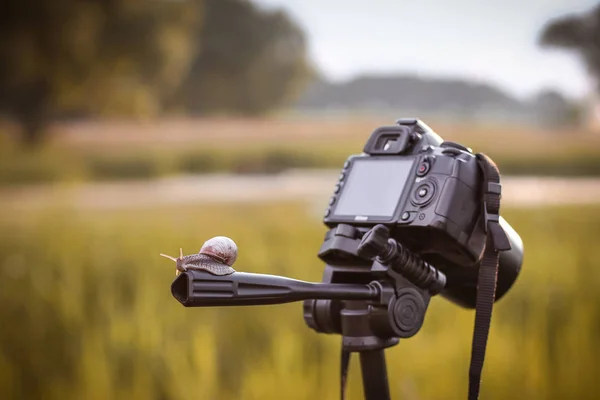 The camera on a tripod and a snail crawling on the handle. Photographer\'s life