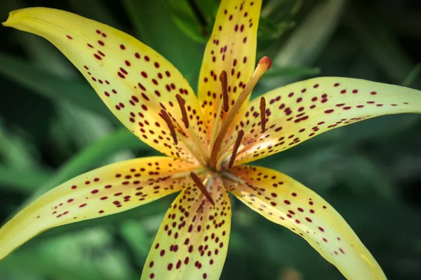 Mooie Bloem Met Zes Gele Bladeren Rode Vlekken — Stockfoto