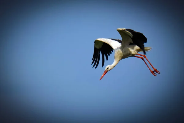 Gökyüzünden büyük kanatlı bir leylek dalıyor. Mavi gökyüzünün arka planında izole bir kuş