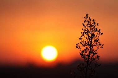 Portakal rengi günbatımının arka planında çimen silueti. Batan güneşin manzarası ve sağdaki tek bir dal.