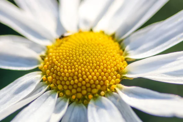 Kamomill Blomma Med Vita Kronblad Och Gul Mitten Närbild — Stockfoto