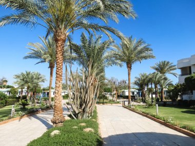 Otel avlusunda palmiye ağaçları ve kaktüsler