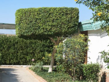 Bahçedeki kare ağaç. Tatilde egzotik