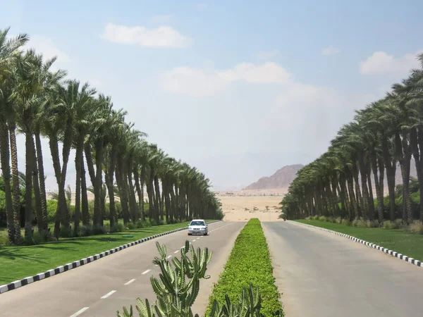 Çöle giden yol ve yol kenarındaki palmiye ağaçları.