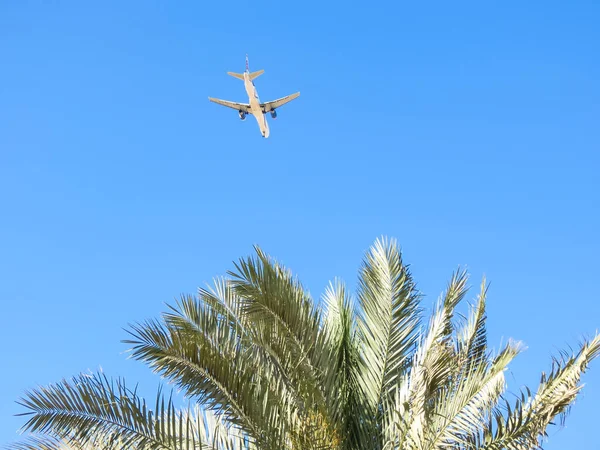 Mavi gökyüzünde bir uçak bir palmiye ağacının üzerinde alçaktan uçuyor. Turizm ve tatil, arka plan fotoğrafı