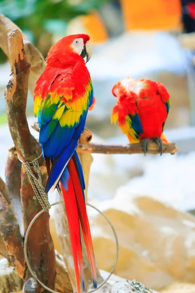 Kleurrijke papegaai op boom — Stockfoto