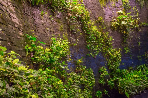 Hojas verdes frescas.Fondo verde con hojas y muro de cemento —  Fotos de Stock