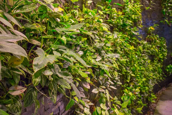 Hojas verdes frescas.Fondo verde con hojas y muro de cemento —  Fotos de Stock