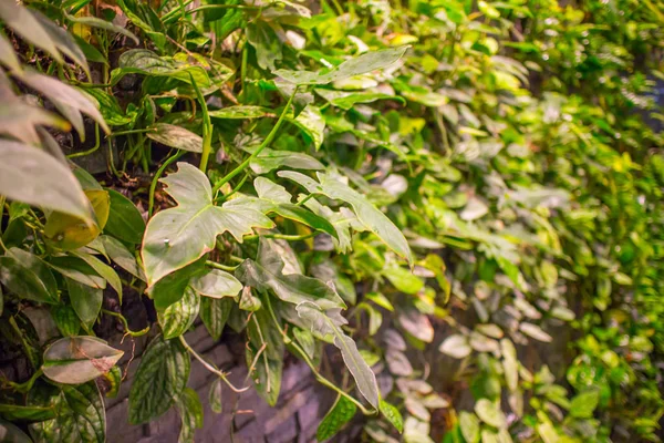 Hojas verdes frescas.Fondo verde con hojas y muro de cemento —  Fotos de Stock