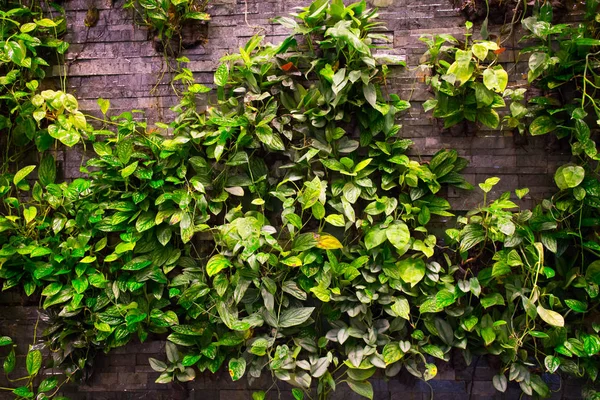 Hojas verdes frescas.Fondo verde con hojas y muro de cemento —  Fotos de Stock