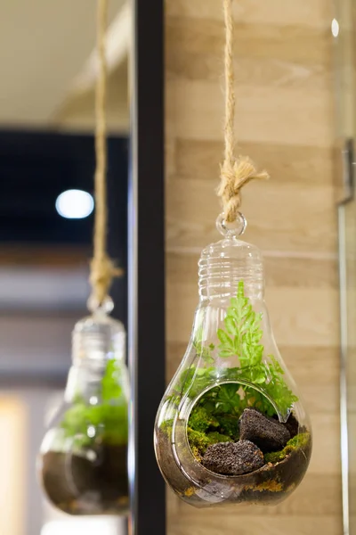 Маленький сад террариумной бутылки в стекле висит . — стоковое фото