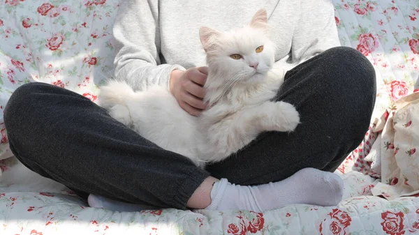 Bonito Branco Gato Persa Cabelos Longos Gato Ragdoll Encontra Confortavelmente — Fotografia de Stock
