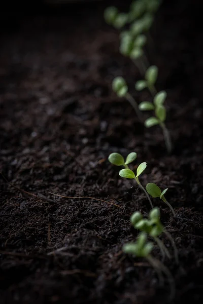 若い芽 土壌の切断 野菜のベッドのための土壌の成長を避けるために フィールドの浅い深さとコピースペース — ストック写真