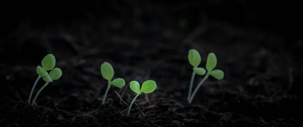 Panorama Młodych Pędów Sadzonek Glebie Gleby Uprawnej Dla Warzyw Aby — Zdjęcie stockowe