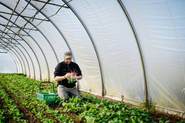 Genç ve çekici sakallı çiftçi bir serada taze organik turp topluyor.